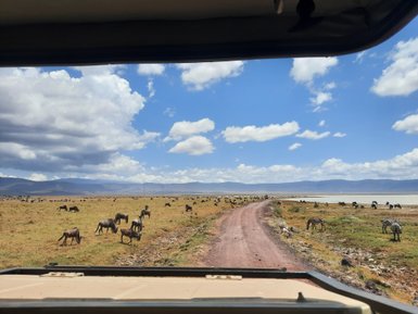 Safari-Jeep fährt vorbei an Zebras und Gnus entlang eines Pfades – Tansania mit Kindern