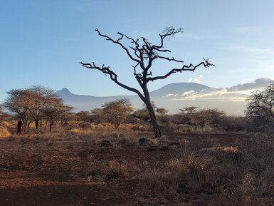 Ein einsamer Baum mit verdorrten Ästen steht in der savannenartigen Landschaft, im Hintergrund erhebt sich ein majestätischer Berg.