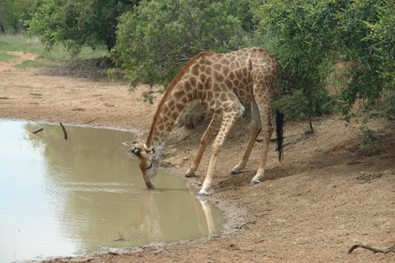 Giraffe trinkt vorsichtig an einem Wasserloch in der südafrikanischen Savanne – Südafrika Reise mit Kindern