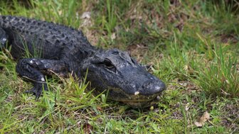 Ein Alligator liegt entspannt im hohen Gras der Everglades, seine schuppige Haut glänzt im Sonnenlicht.