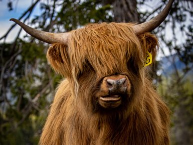 Ein Highland-Rind mit langem, zotteligem Fell steht auf einer Wiese, umgeben von Bäumen und sanften Hügeln im Hintergrund.