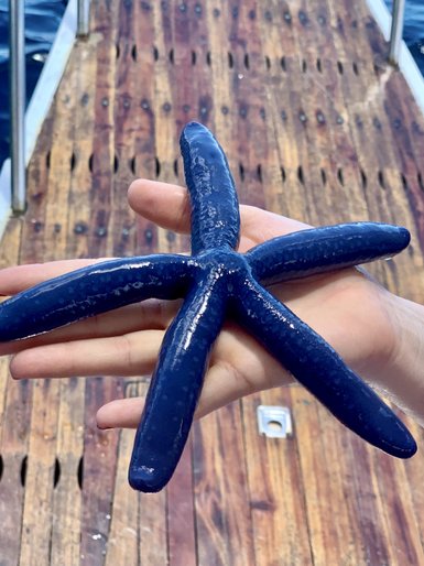Ein blauer Seestern wird von einer Hand gehalten, während er auf einem Holzsteg über Wasser präsentiert wird.