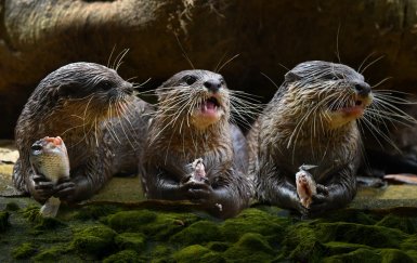 Drei Otter sitzen am Ufer, jeder hält einen Fisch in den Pfoten und zeigt lebhafte Gesichtsausdrücke.