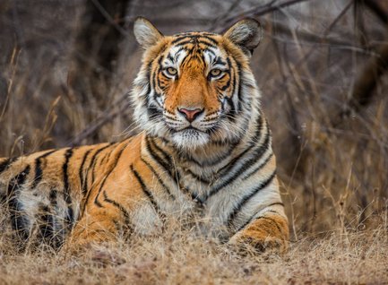 Ein majestätischer Tiger liegt entspannt im hohen Gras, seine markanten Streifen und intensiven Augen stechen hervor.