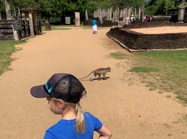 Mädchen beobachtet einen freilebenden Affen in Polonnaruwa – Sri Lanka Familienreise