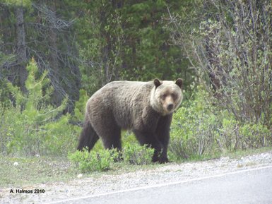 Ein Grizzlybär wandert entlang einer Straße, umgeben von üppigem Grün und Bäumen im Jasper Nationalpark.