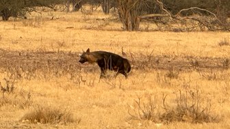 Ein Hyäne wandert durch die trockene Savanne, umgeben von gelbem Gras und vereinzelten Bäumen im Hintergrund.