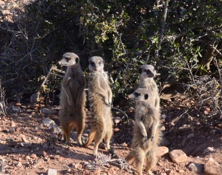 Vier Erdmännchen stehen aufrecht in der Wüste, umgeben von trockenem Boden und spärlicher Vegetation.