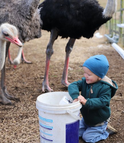 Neugieriges Baby greift nach Futter, um Strauße mit der Mutter auf der Skeiding Guest Farm zu füttern – Garden Route mit Kindern