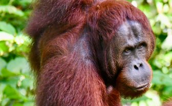 Nahaufnahme zeigt das Gesicht eines Orang-Utans im Semenggoh Wildlife Center – Malaysia & Borneo Reise mit Kindern