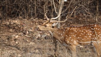 Ein Axishirsch mit auffälligen, gefleckten Fellmustern steht in einem trockenen Waldgebiet, umgeben von kahlen Bäumen.