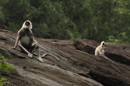 Affen klettern über dunkle Felsen und beobachten die Umgebung – Sri Lanka Reise mit Kindern