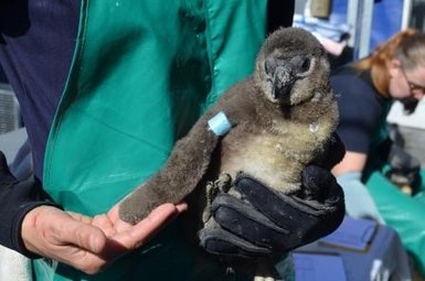 Schutzmaßnahmen für Küstenvögel im Conservation Centre – Garden Route Reise mit Kindern