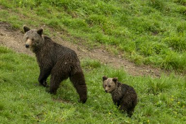 Ein ausgewachsener Braunbär und ein kleiner Bär stehen auf einer saftigen, grünen Wiese und blicken aufmerksam in die Richtung des Betrachters.