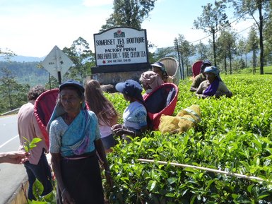 Frauen beim Teepflücken auf einer Teeplantage in Nuwara Eliya – Sri Lanka Reise mit Kindern