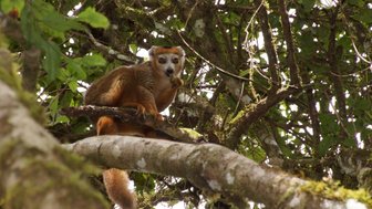 Ein Kronenlemur sitzt auf einem Ast und hält ein Blatt in seinen Händen, umgeben von üppigem grünem Laub.