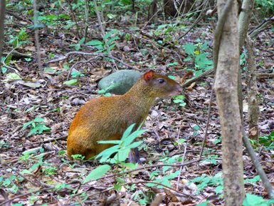 Aguti läuft durch den tropischen Regenwald – Costa Rica Reise mit Kindern