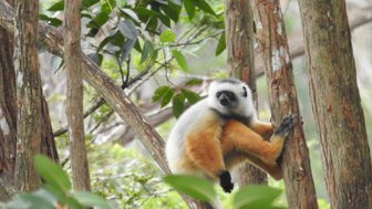 Ein Sifaka sitzt auf einem Baumstamm und schaut neugierig in die Kamera, umgeben von üppigem Grün.