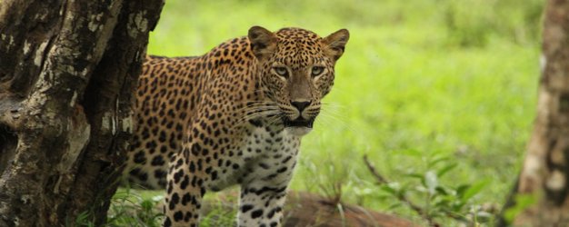 Ein Leopard durchstreift wachsam die Graslandschaft – Sri Lanka Reise mit Kindern