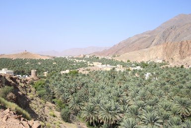 Blick vom Hadschar-Gebirge auf ein Palmental mit dichtem Grün – Oman Familienreise