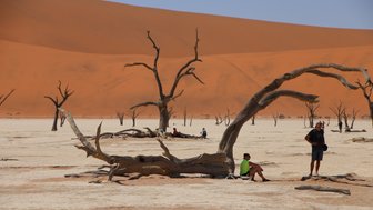 Eine Reisegruppe sitzt im Schatten von trockenen Bäumen in einer Wüstenlandschaft - Namibia Reise mit Kindern