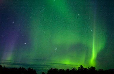 Ein atemberaubendes Nordlicht leuchtet in lebhaften Grüntönen über einem dunklen, bewaldeten Horizont.