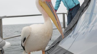 Ein Pelikan steht neben einem Mädchen auf dem Boot - Namibia mit Jugendlichen