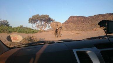 Ein Elefant steht direkt vor einem Jeep auf der Straße - Namibia Familienurlaub