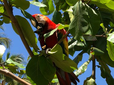 Farbiger Ara im tropischen Regenwald auf einem Baum – Costa Rica Familienreise