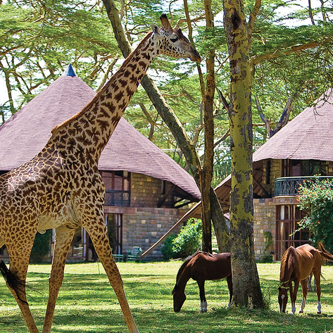 Eine Giraffe steht majestätisch im Vordergrund, während zwei Pferde friedlich im Gras grasen, umgeben von Bäumen und Hütten.