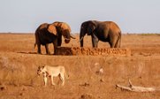 Zwei Elefanten und ein Löwe - Kenia Family & Teens - Kenia mit Kindern und Jugendlichen