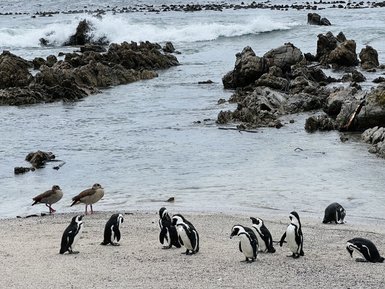 Pinguine watscheln entlang der felsigen Küste in Betty's Bay – Garden Route Reise mit Kindern