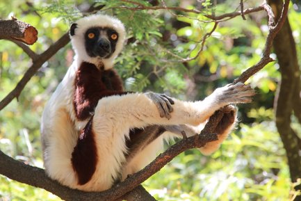 Ein Lemur sitzt entspannt auf einem Ast, mit einem neugierigen Blick und einer auffälligen schwarz-weißen Fellzeichnung.