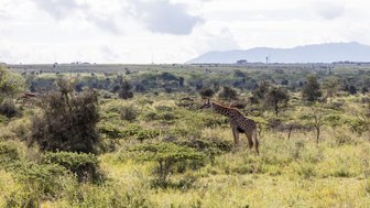Eine Giraffe steht majestätisch in der weiten Savanne, umgeben von grünen Sträuchern und sanften Hügeln im Hintergrund.