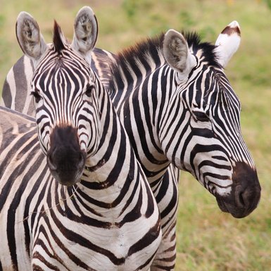 Zwei Zebras stehen eng beieinander, ihre markanten schwarz-weißen Streifen heben sich vor einer grünen Wiese ab.