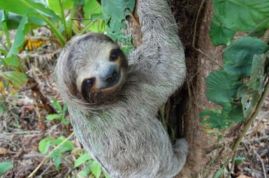 Neugieriges Faultier blickt aus dem Regenwald – Costa Rica Familienreise