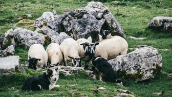 Eine Gruppe von Schafen steht auf einer grünen Wiese, umgeben von großen Steinen und sanften Hügeln.