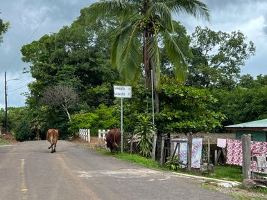 Eine Straße führt durch den dichten Nebelwald von Santa Elena in Monteverde – Costa Rica Reise mit Kindern