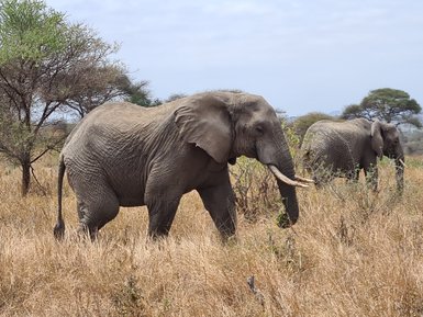 Elefanten wandern gemeinsam durch die sonnengetrocknete Savanne – Tansania Reise mit Kindern