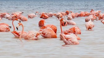 Flamingos stehen im flachen Wasser – Mexiko Familienreise