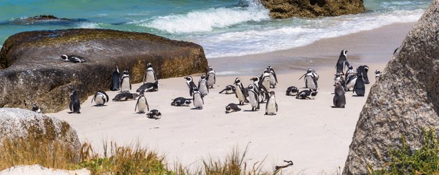 Pinguine am Boulders Beach spielen zwischen den runden Granitfelsen – Garden Route Familienreise