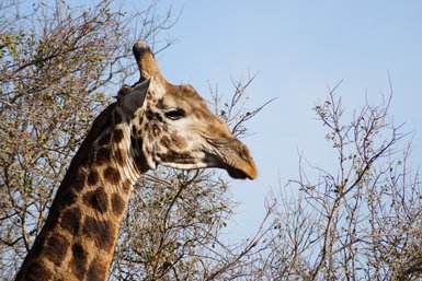 Neugieriger Giraffenkopf ragt über das Buschland – Südafrika Reise mit Kindern