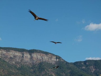 Zwei Marabus stehen vor der eindrucksvollen Berglandschaft der Drakensberge – Südafrika mit Kindern