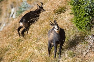 Zwei Gämsen grasen entspannt an einem Berghang, umgeben von blühendem Gras und einem grünen Nadelbaum.