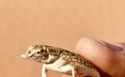 Ein kleiner Gecko wird vorsichtig zwischen Daumen und Zeigefinger gehalten, vor einem sandfarbenen Hintergrund.