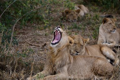 Ein Löwe gähnt weit auf einer Wiese, während andere Löwen im Hintergrund entspannt liegen und die Umgebung beobachten.