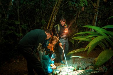 Eine Gruppe von Menschen erkundet den nächtlichen Dschungel mit Taschenlampen und zeigt großes Interesse an den Tieren.
