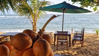 Frische Kokosnüsse auf einem Tisch mit Ausblick auf den tropischen Strand – Sri Lanka Familienreise