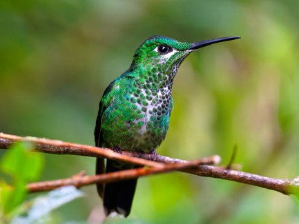 Kleiner Kolibri ruht auf einem Ast im Regenwald – Costa Rica Familienurlaub