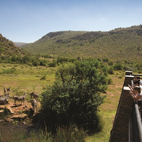Zebras grasen friedlich in der weiten Landschaft des Pilanesberg Nationalparks, während Gäste auf einer Terrasse entspannen.